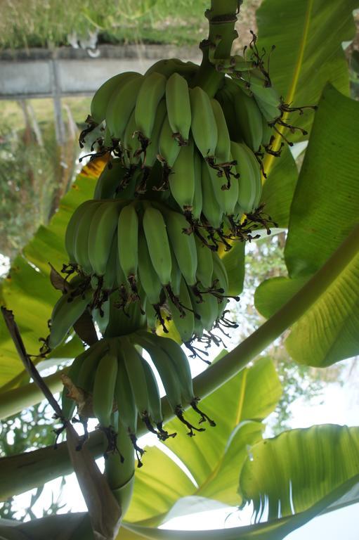 Cashew Nut Village Bophut Exterior photo