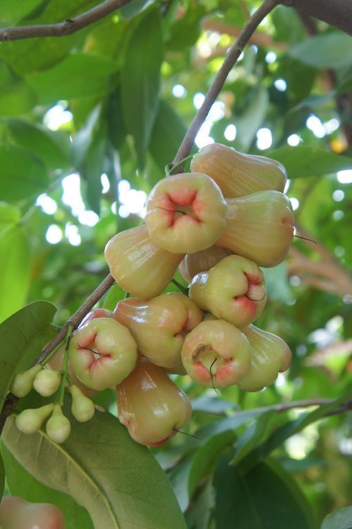 Cashew Nut Village Bophut Exterior photo