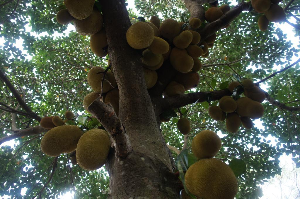 Cashew Nut Village Bophut Exterior photo